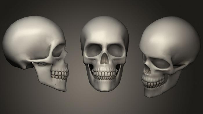 Anatomy of skeletons and skulls (ANTM_1061) 3D model for CNC machine